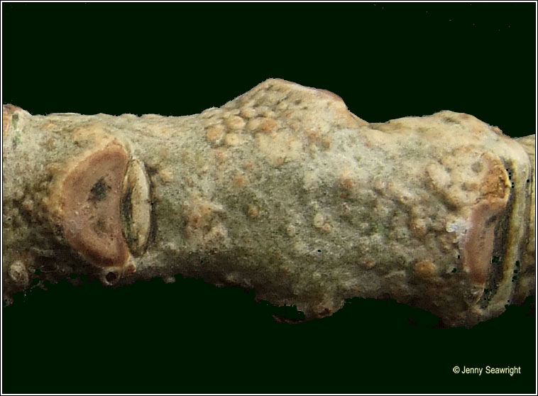 Lecanora persimilis