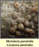 Lecanora persimilis