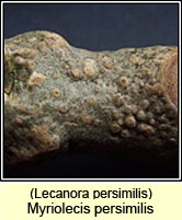 Myriolecis persimilis, Lecanora persimilis