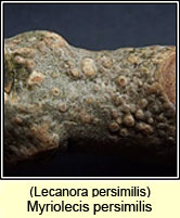 Lecanora persimilis