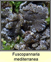 Fuscopannaria mediterranea