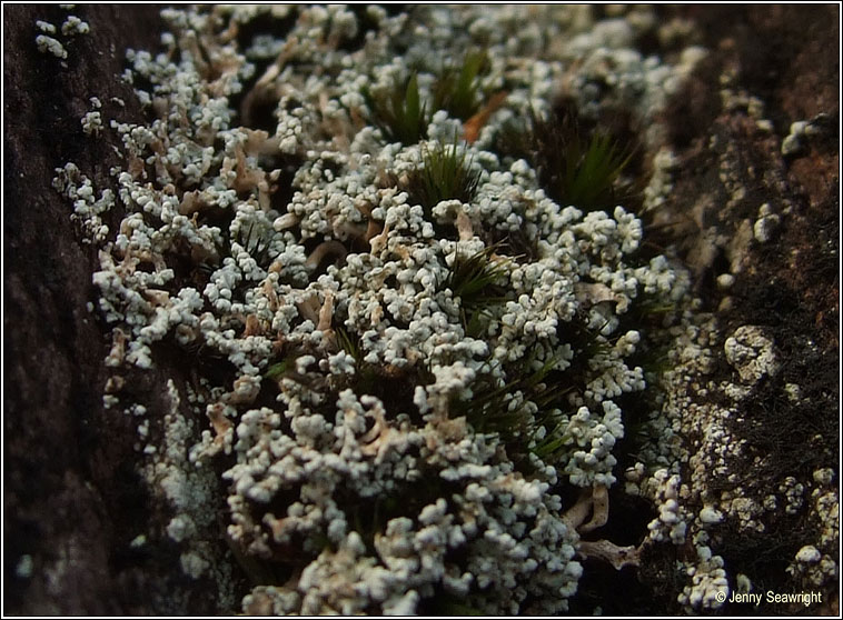 Stereocaulon dactylophyllum