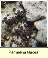 Parmelina tilacea