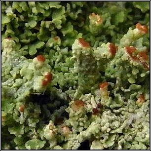 Cladonia parasitica