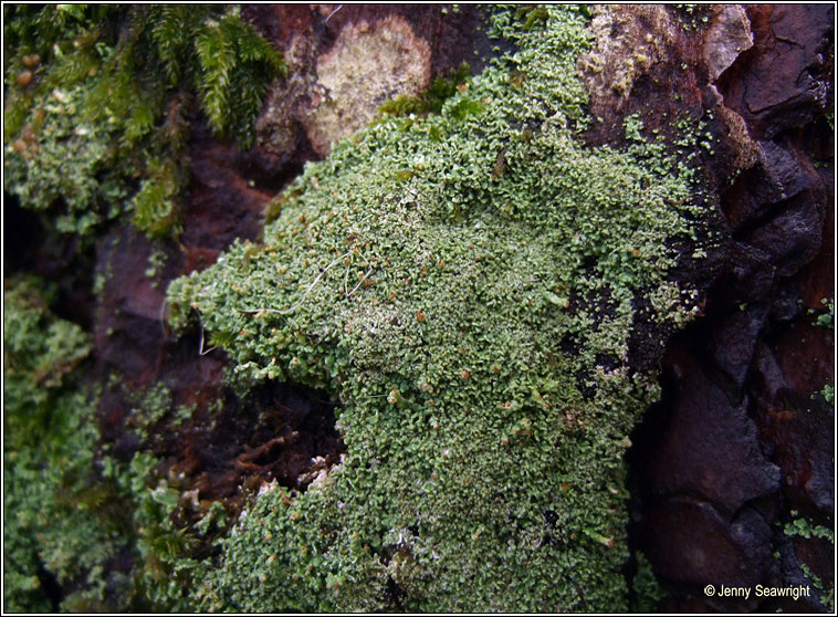 Cladonia parasitica