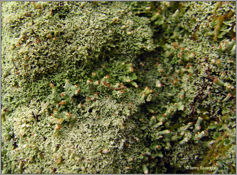 Cladonia parasitica