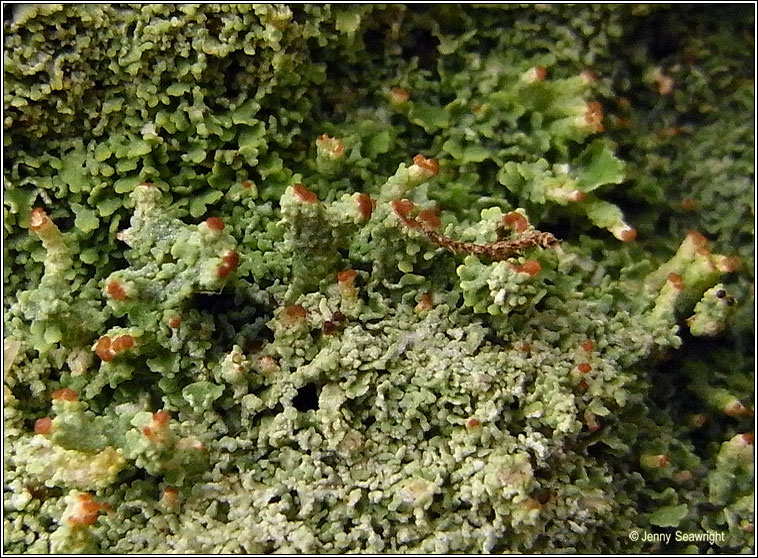 Cladonia parasitica