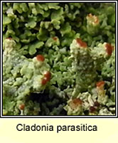 Cladonia parasitica