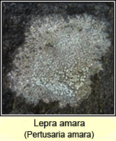 Pertusaria amara