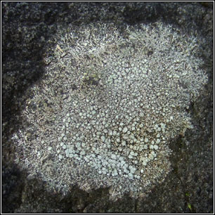 Pertusaria amara