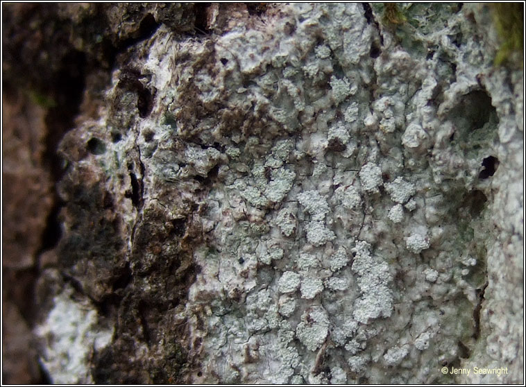 Pertusaria amara