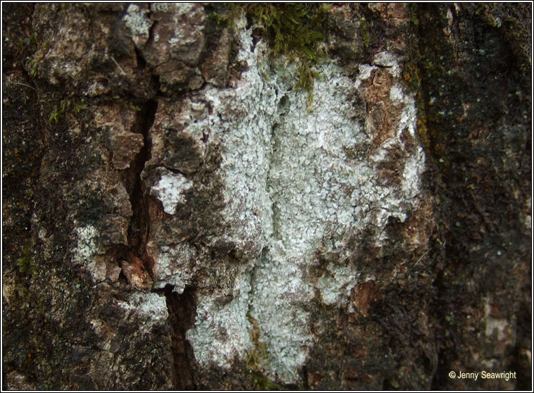 Pertusaria amara