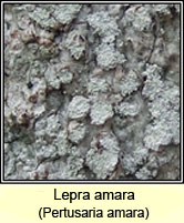 Lepra amara, Pertusaria amara