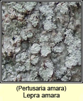 Lepra amara, Pertusaria amara