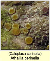 Caloplaca cerinella