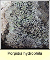 Porpidia hydrophila