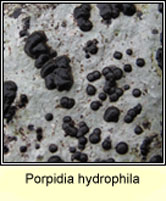 Porpidia hydrophila