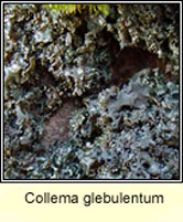 Collema glebulentum