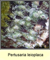 Pertusaria leioplaca