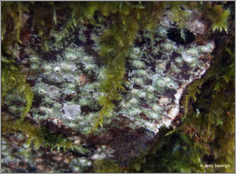 Pertusaria leioplaca