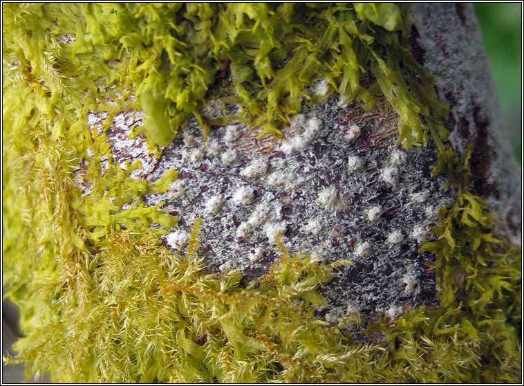 Pertusaria leioplaca