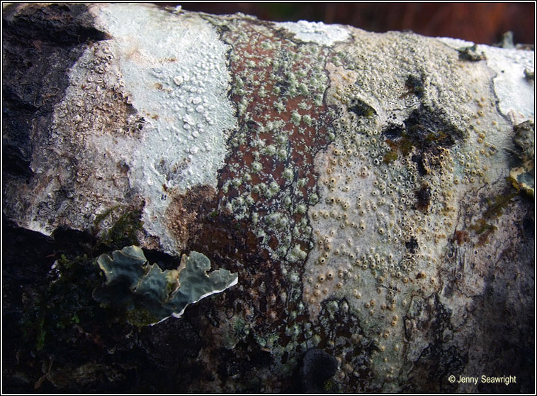 Pertusaria leioplaca