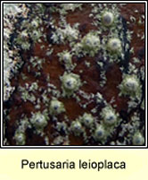 Pertusaria sp