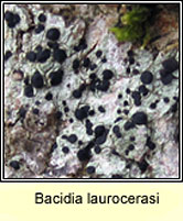 Bacidia laurocerasi