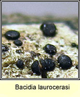 Bacidia laurocerasi