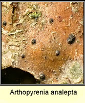 Arthopyrenia analepta