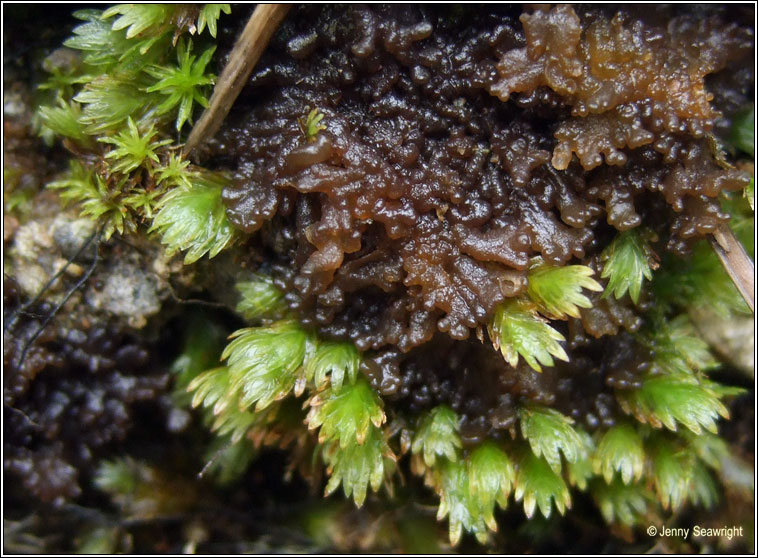 Collema tenax var ceranoides