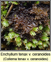 Enchylium tenax var ceranoides, Collema tenax var ceranoides