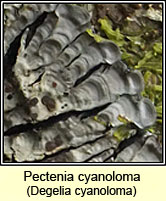 Degelia cyanoloma