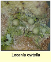 Lecania cyrtella