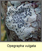 Opegrapha vulgata