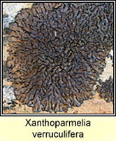 Xanthoparmelia verruculifera