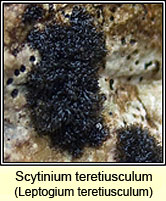 Leptogium teretiusculum