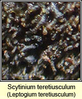 Leptogium teretiusculum