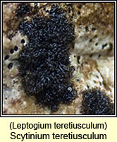 Scytinium teretiusculum, Leptogium teretiusculum