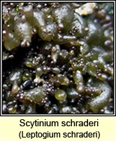 Scytinium schraderi, Leptogium schraderi