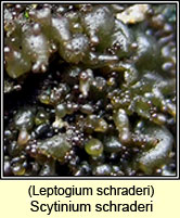Scytinium schraderi, Leptogium schraderi