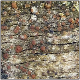 Lecanora saligna