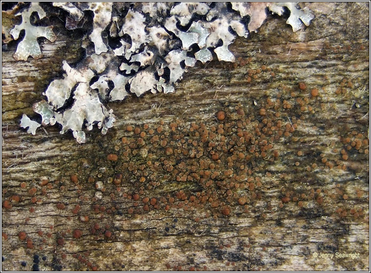 Lecanora saligna