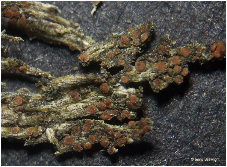 Lecanora saligna