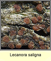 Lecanora saligna