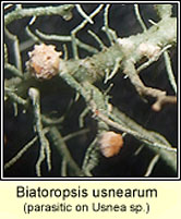 Biatoropsis usnearum