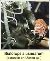 Biatoropsis usnearum