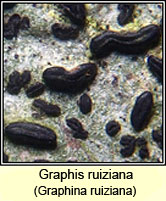 Graphina ruiziana