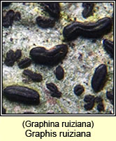 Graphina ruiziana