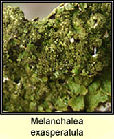 Melanohalea exasperatula